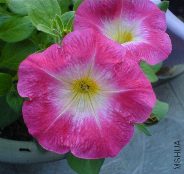 �ٿ�������ٺ��峿