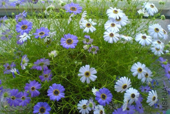 ���ǵ�����ɫ��