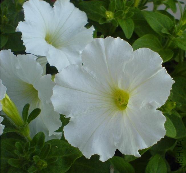 ������Ͼ�İ�ţţ