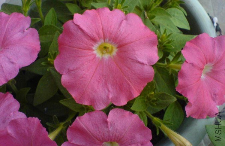 ��ۺ���ӵ��ٺ�ɫ