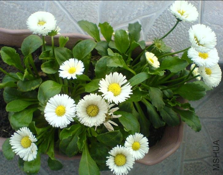 ��СѼ��ɰ����ĳ���