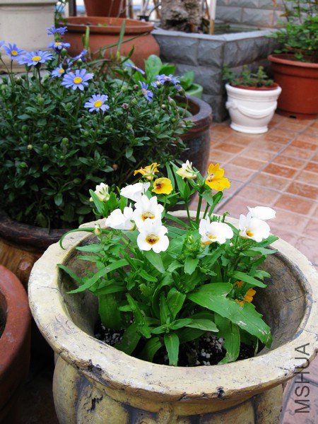 �Ϻ�����������������滨