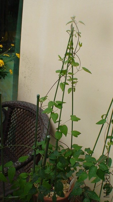 4-17�գ��������˳���̫�ߣ���������һ�µ����ӣ����Ҹо����á�