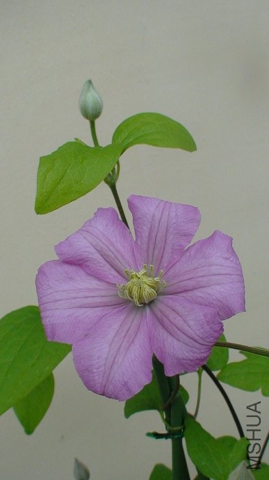 4-25�գ�ǿ����Ĳ��������ֿ����˵ڶ��绨�����Ʒ�ֿ����ǷỨ����