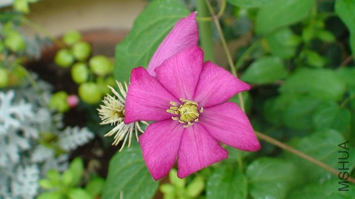 ȥ��5��Ǥ�������һ֦�Ͽ��ĵڶ��仨����С����