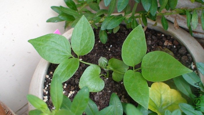 ��������Ķ������ȵĻ��������»��������ܡ���ô���Ͷ��˸���ô��Ļ���!