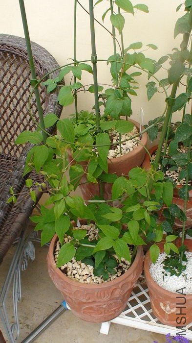 ����ǿ��������棬�ֳ�����֦��Ҷ�Ӻܷ�ï�ܽ��������ӣ�ÿ֦����һ��������������С��������û�����أ�[