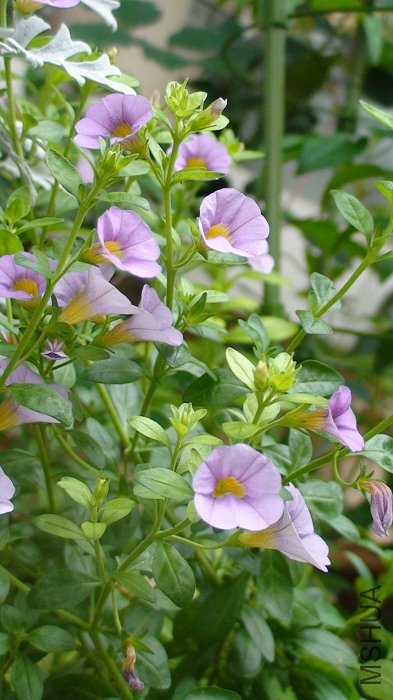 ���ǲ������д, ��Ѿ��С�ỹ�Ǻ����İ�!