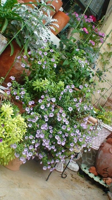 һ��С��, ���µĸ߲��һ��!