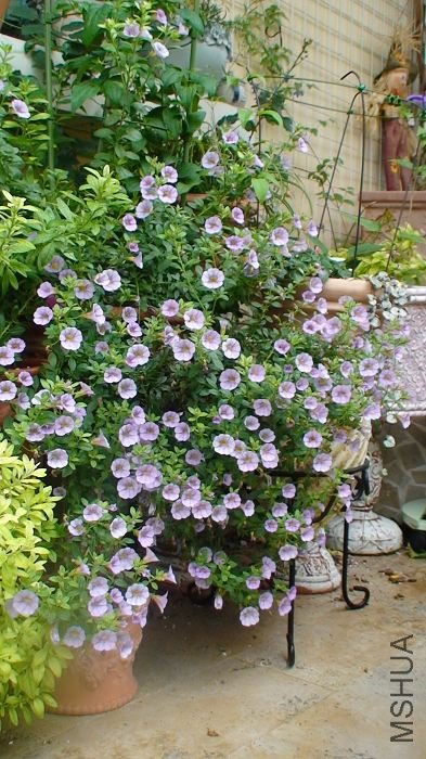 �����ֲ��ķ���!