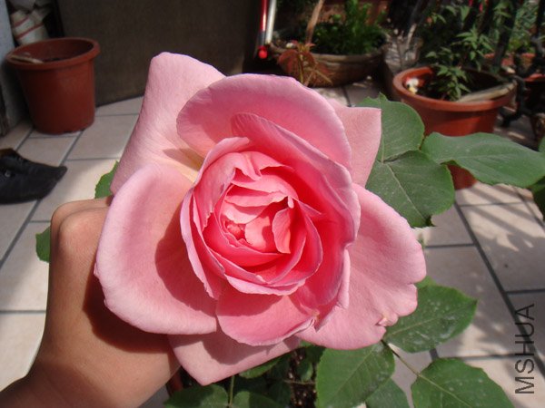 DSC02463.JPG