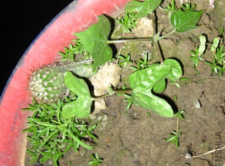 ��ƬҶ�ӵ��Ǹ���ǣţ����Ҷ�ӳ�ë���Ǹ��Ͳ�֪����ʲôƷ���ˣ����˺ö����ӵġ���