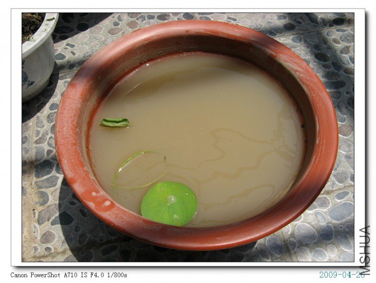 ���С�����ĸ��ǰ�ɫ��