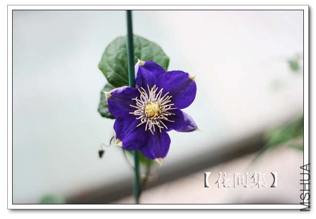 IMG_4373 ����.jpg