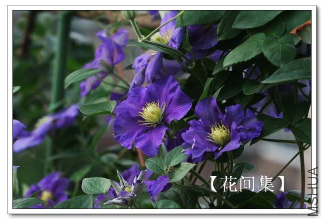 IMG_4379 ����.jpg