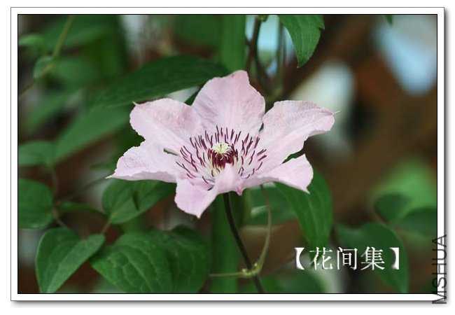 IMG_4425 ����.jpg