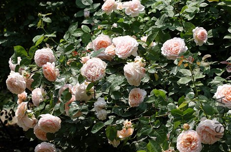 Sharifa-Asma.jpg