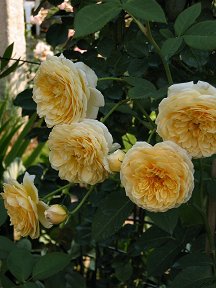 20090101_047f8454ff4433a3faf4pv349qh01V6X.jpg