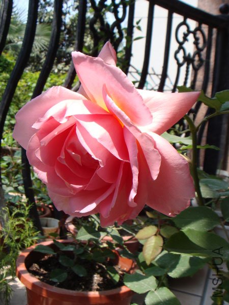 DSC02504.JPG