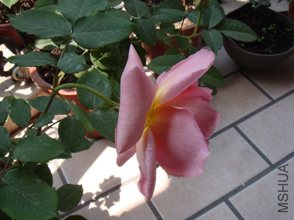 DSC02478.JPG