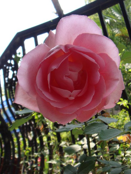 DSC02479.JPG