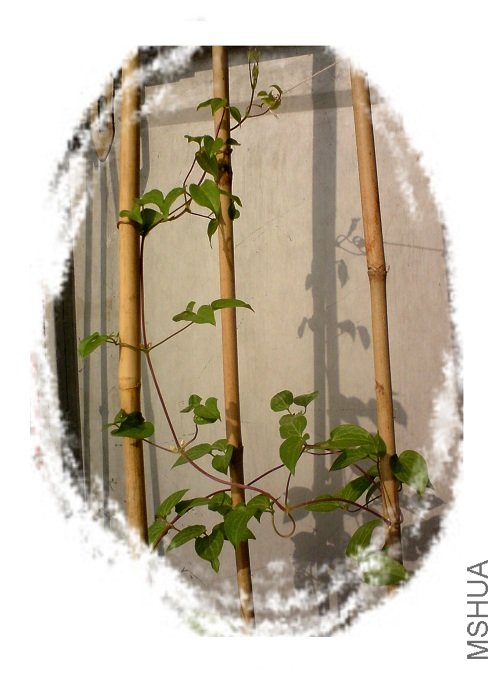 ��ϸ������ǣ��