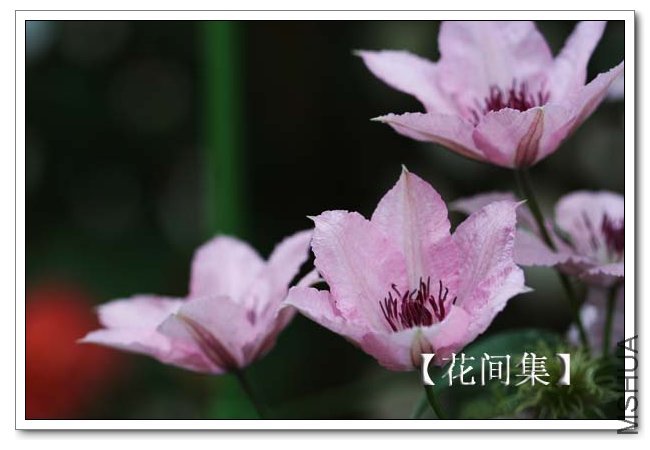 IMG_4624 ����.jpg