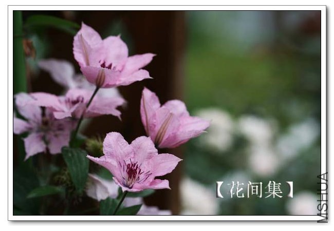 IMG_4627 ����.jpg