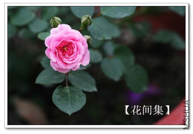 IMG_4621 ����.jpg