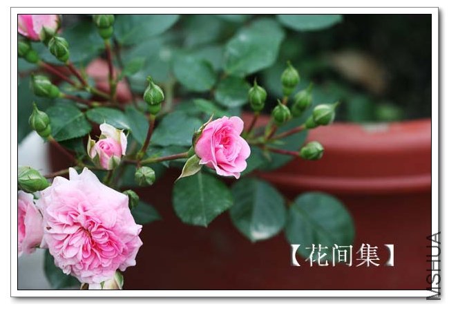 IMG_4622 ����.jpg