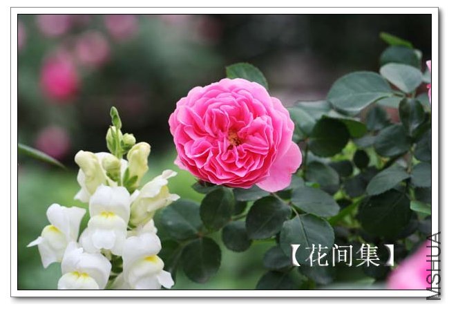 IMG_4421 ����.jpg