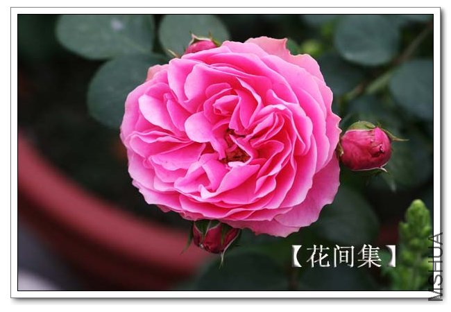 IMG_4422 ����.jpg