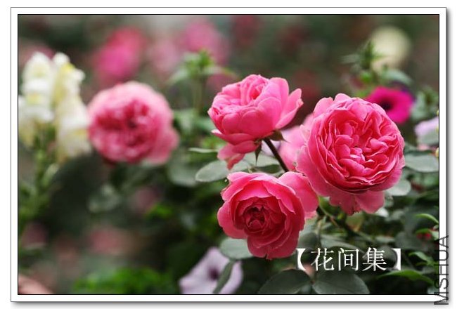 IMG_4569 ����.jpg