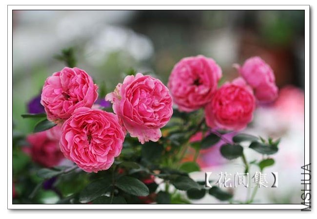 IMG_4619 ����.jpg