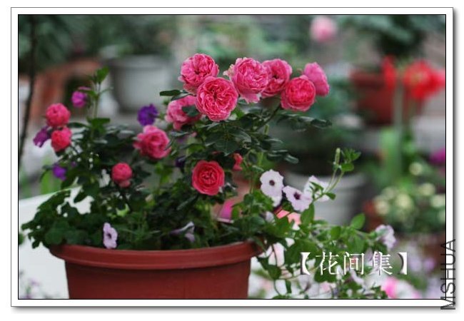 IMG_4629 ����.jpg