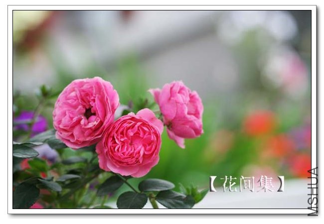 IMG_4620 ����.jpg