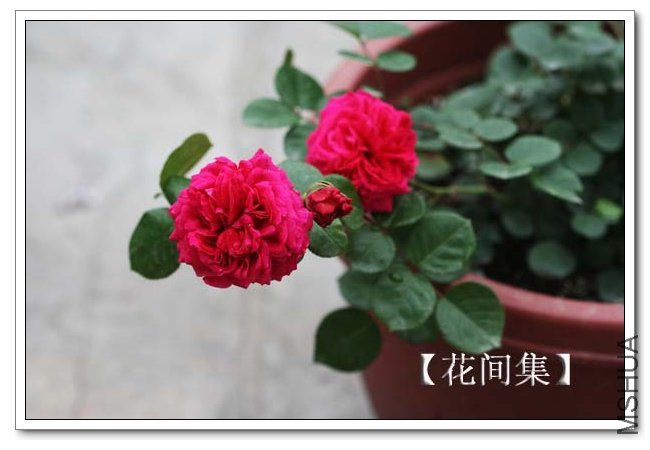 IMG_4625 ����.jpg