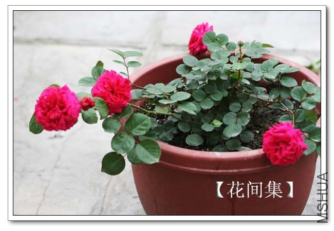 IMG_4626 ����.jpg