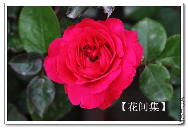 IMG_4551 ����.jpg