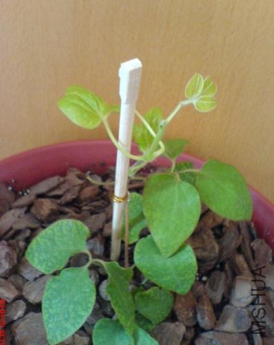 ��ɯ�۶ϲ�����,�����ѿ���ڳ�