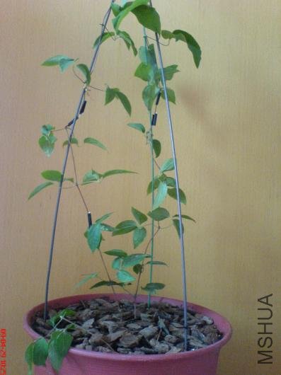 �����۷�