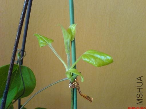 ������ѿ