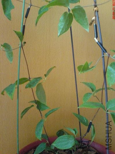 ���������֦