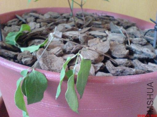 �۷�Ķ�֫ѹ����