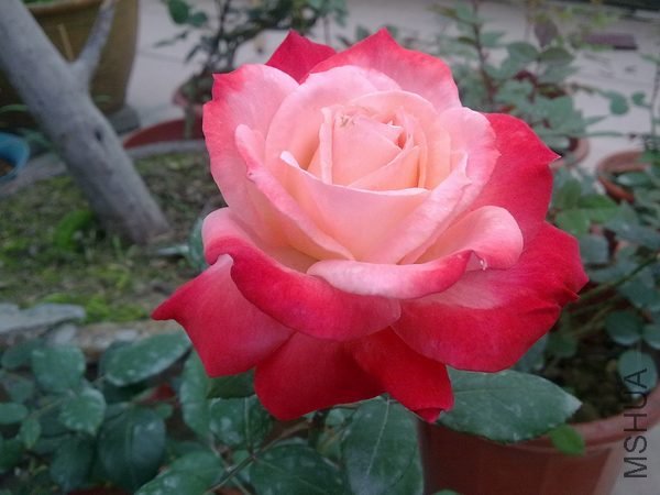 20090409681.jpg