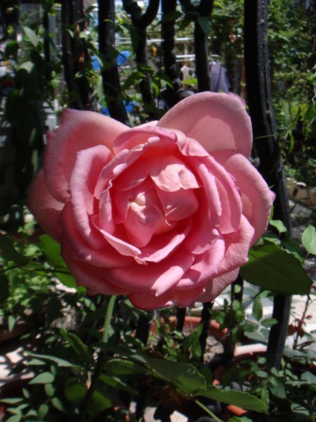 DSC02549.JPG