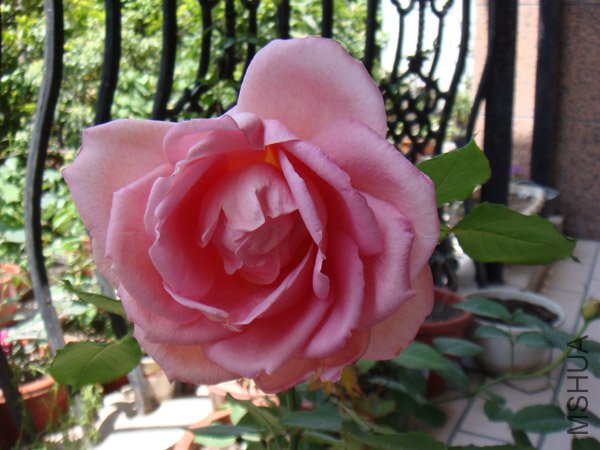 DSC02520.JPG