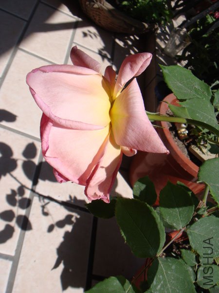 DSC02556.JPG