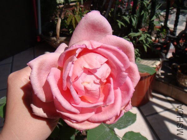 DSC02557.JPG