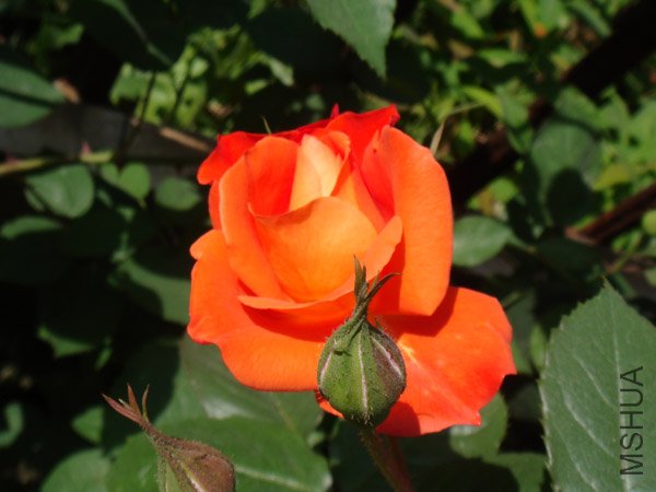 DSC02445.JPG